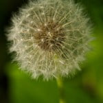 Gallery_10