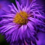 Gallery_11