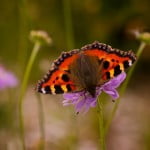 Gallery_2