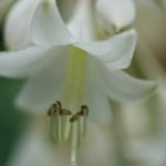Gallery_7