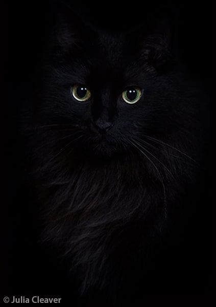 Julia Cleaver - Black Cat