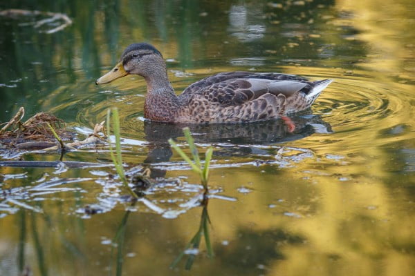 An evening walk along the Wendover Arm