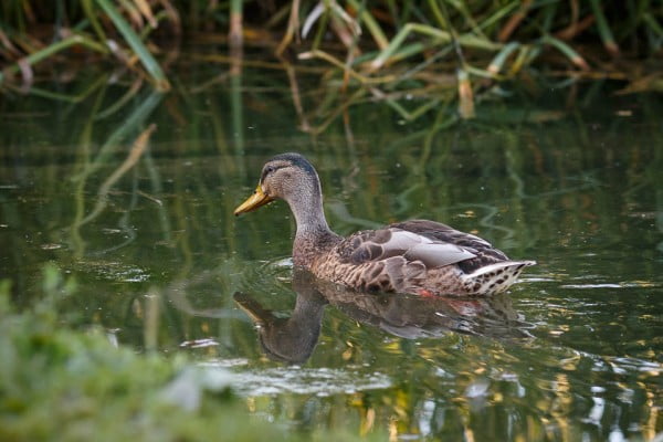 An evening walk along the Wendover Arm