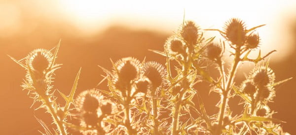 An evening walk along the Wendover Arm
