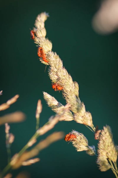 An evening walk along the Wendover Arm