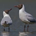Black headed gulls by Danny Ewers (Open)