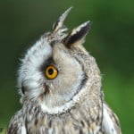 LONG EARED OWL (1)