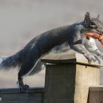 Squirrel harvest - Linda Cheshire