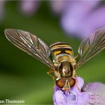 Hover Fly - Aussie Allan Thomson