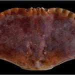 The Crab by Peter Carter