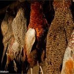 The Game Larder by Vicki Walton