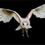 Barn Owl by Chenxi Ni