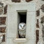 Looking Hootside the Window by Nicholas Razey