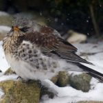 Fluffed Up Against the Cold by Sarah Jennings