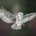“Burrowing Owl” by Chenxi Ni – ImageZ CC