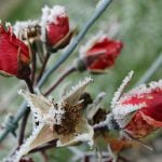 “Haw Frost on Rosebuds” by Jan Dell – ImageZ CC