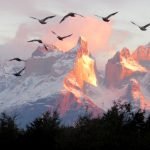 Birds Fly over the Mountains by Carol Haines