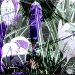 Abstract Images 0 Crocus Medley Carol Haines