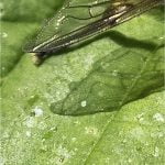 Fly on Leaf Macro by Kathy Chantler