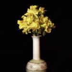 Daffodil Mix Up©David Jones