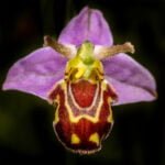 The Happy Bee Orchid©Julia Cleaver