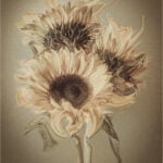 A Gift of Sunflowers Ⓒ Kathy Chantler