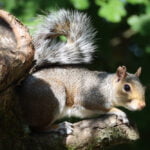 Squirrel Wendover Woods