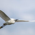 Little Egret in Flight Ⓒ David Gibbs
