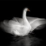 Dancing Swan © Chenxi Ni