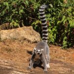 Laurence Doyle - Ring Tailed Lemur