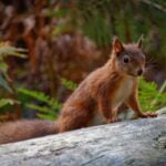 Steve Gunn-Brownsea Red Squirrel