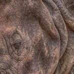 IMG_Rhino Wrinkles_Steve Allsop_004