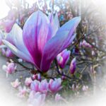 Chris D'netto-The New Blossoms of Spring-Something new