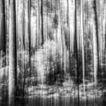 Scotch Pines – Barry Coxon 