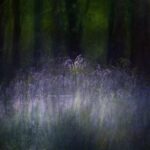 Bluebells at Night Jo Stephen
