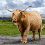 HComm_Caroline Petch_Highland Cattle in Dartmoor!