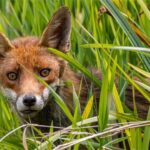 HComm_David Gibbs_Reynard the Fox, hunting in the Reed Beds