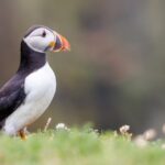 Martin Hommel - Puffin 1