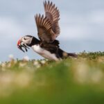 Martin Hommel - Puffin 3