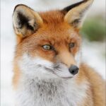 1st_Amanda Hawes_Red fox in winter