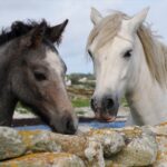 David Evans_Horsing around today