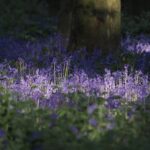 John McMahon_Bluebells