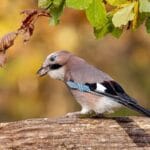 18_Caroline Petch_A snack on the go