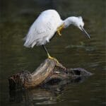 18_Derek Green_Ready to Pounce