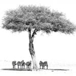 18_Steve Gunn_Zebra shelter from the Masai Mara sun