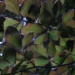 Leaves at Weston 2