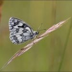 19_Cathy Rose_Marbled Meadow Muse