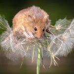 20_Christine D'Netto_Light as a dandelion