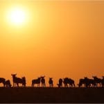 20_Peter Carter_Wildebeest Sunrise