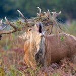 20_Rachel Watts_A Wild Stag Bellows